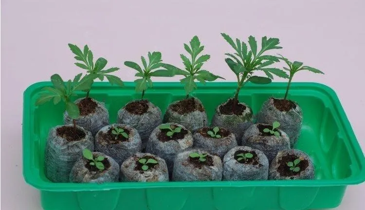 30mm-Jiffy-Peat-Pellets-Seed-Starting-Plugs-Seeds-Starter-Pallet-Seedling-Soil-Block-Professional-Easy-To(3)