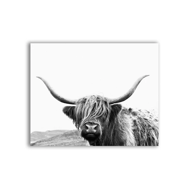Нагорная корова, холст, Художественная печать и плакат, ферма, животное, Нагорный бык, фотография на холсте, картина, современная настенная художественная Декорация - Цвет: Белый
