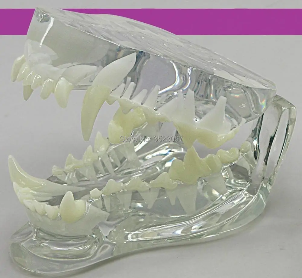 Анатомическая собачья патологическая модель челюстей медицинская собака рот и зубы Анатомия ясная собачья челюсть анатомическая модель