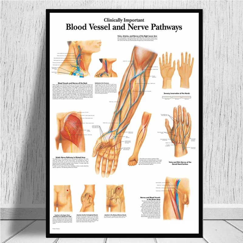 Постеры и принты Анатомия человеческого тела медицинская спинальная колонна коленный сустав ноги Живопись Искусство настенные картины для гостиной домашний декор - Цвет: Многоцветный
