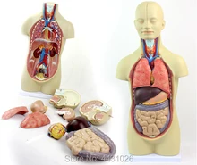 ENOVO Anatomical model of anatomical model of anatomy of human internal organs expansion model of urinary bladder bladder anatomical model