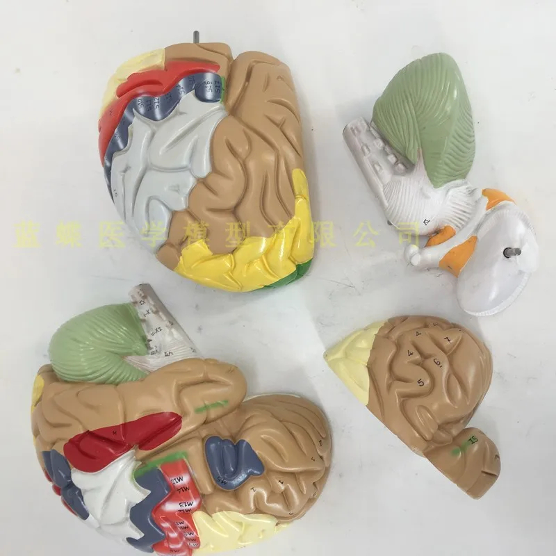 Съемная модель Анатомия мозга человека цереброваскулярный манекен для медицинского обучения оборудования