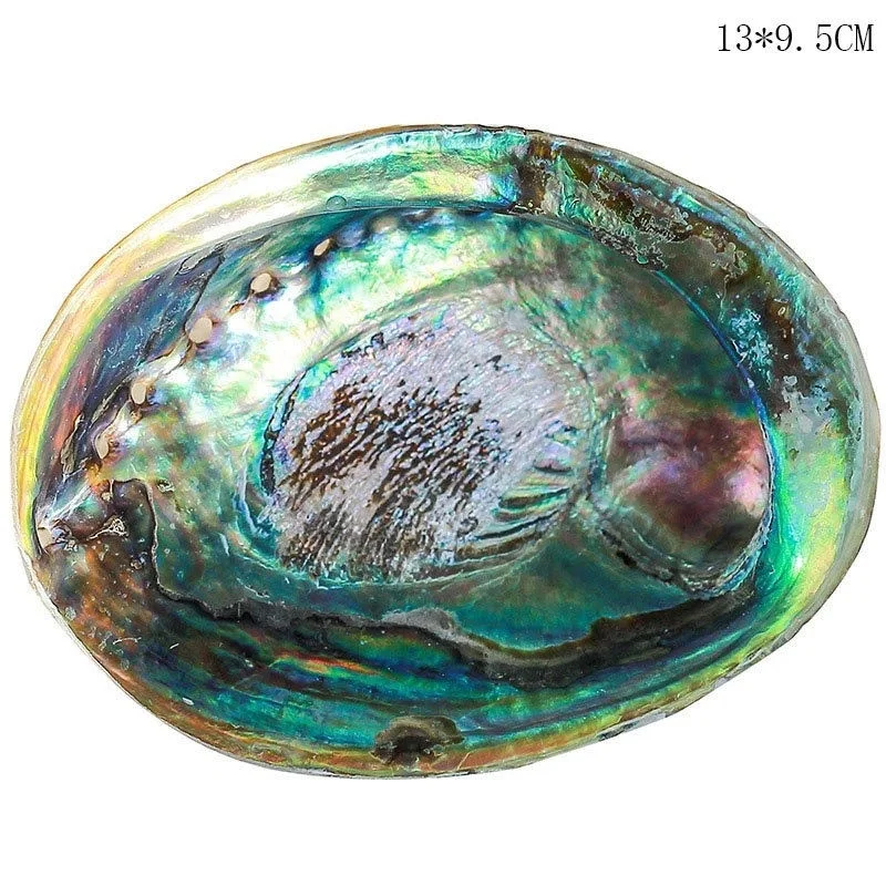 

12-14CM Polished Natural Abalone Shells Seashell Home Landscape Aquarium Decor Soap Holder Craft Handmade Pacific