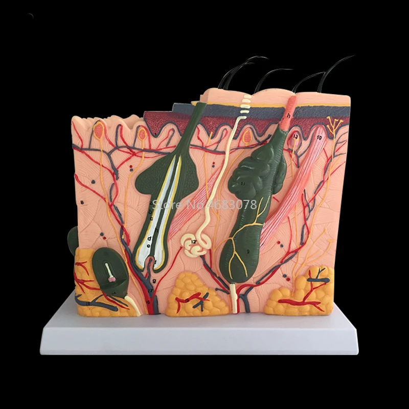 Human Skin and Hair Structure Enlarge Model Skin Layer Structure Model skin structure anatomy cosmetic training medical head model medical lumbar disc model