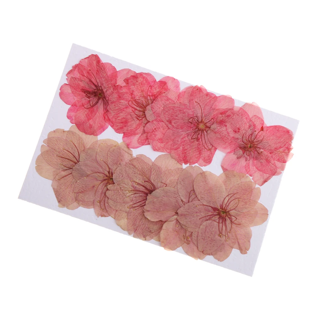 10 Pieces Beautiful Pressed Dried Sakura Flowers Cherry Blossom for Scrapbooking