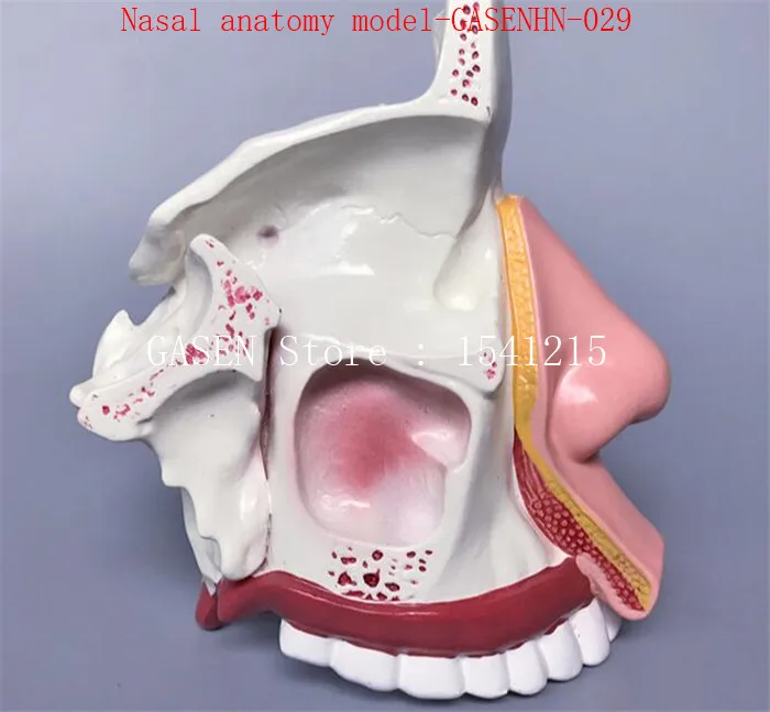 Отдел Ent нос модели внутренней структуры лица анатомия модель медицины носовые Анатомия model-GASENHN-029
