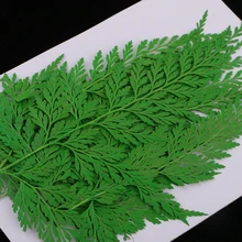 12 штук прессованные листья Натуральные сушеные цветы для скрапбукинга изготовление открыток