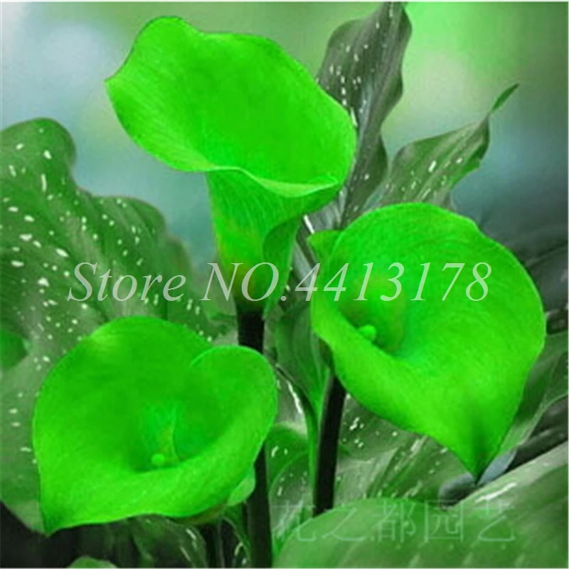 100 Pcs Calla Lily Bonsai Room Flowers Zantedeschia Aethiopica Bonsai Houseplants Home Garden Pot Plant the Budding Rate 97% 100 Pcs Calla Lily Bonsai Room Flowers Zantedeschia Aethiopica Bonsai Houseplants Home Garden Pot Plant the Budding Rate 97%