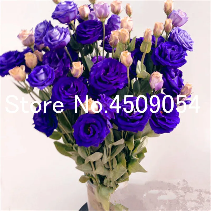 100 шт. Eustoma карликовые деревья seedsplants многолетние цветущие растения балкон горшках цветы бонсай Lisianthus для дома и сада украшения 100 шт. Eustoma карликовые деревья seedsplants многолетние цветущие растения балкон горшках цветы бонсай Lisianthus для дома и сада украшения