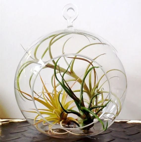 3PCS/set 6 inch hanging glass air plant pots,wedding candle holders