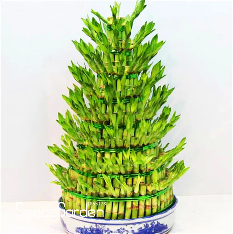 Lucky Bamboo Choose Potted Bonsai Variety Complete Dracaena 100 PCS/Bag 
