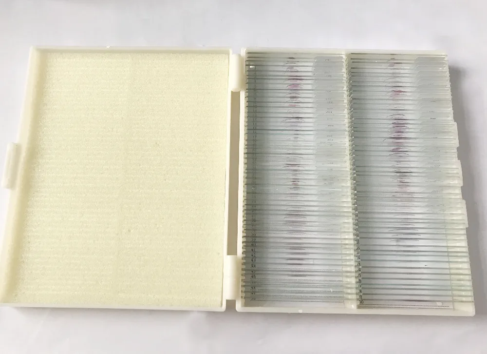 histology slides (3)