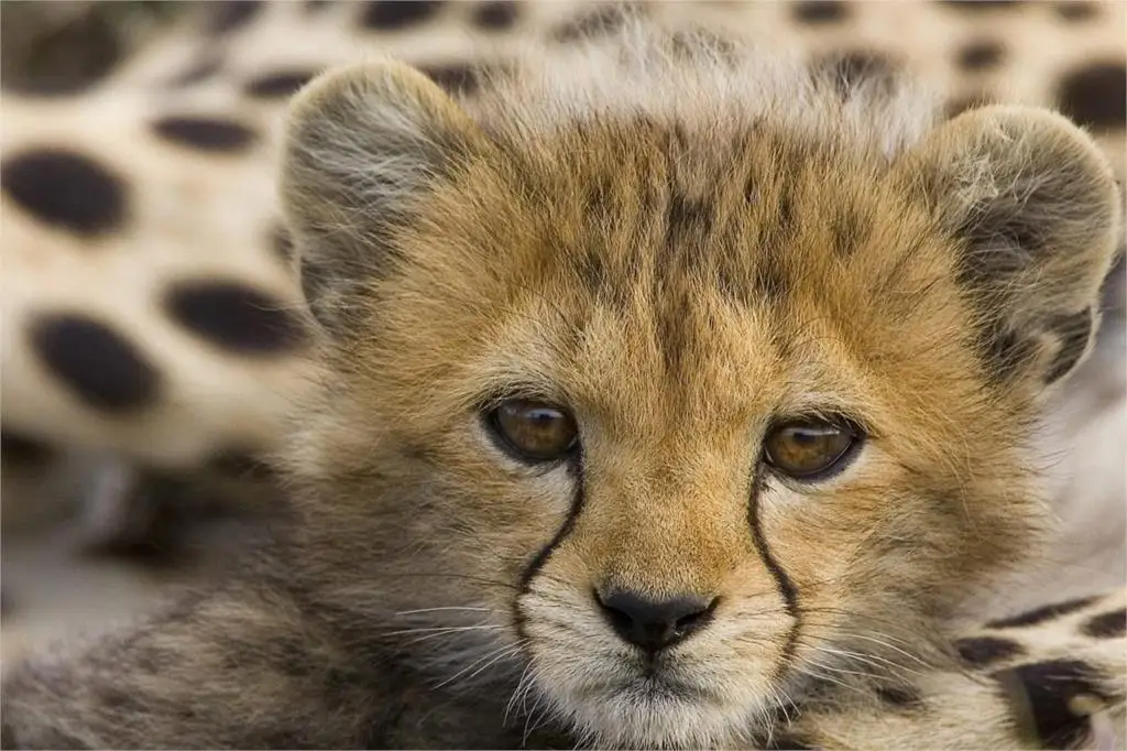 DIY frame Cute Baby Animal art posters and print home decor silk Fabric