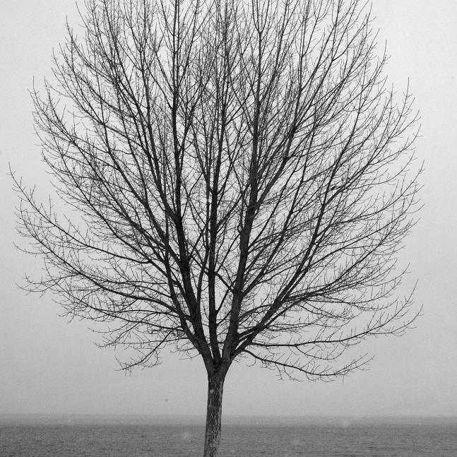 Bare Tree All Alone Poster Print (11 x 17)