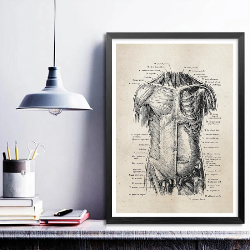 anatomy canvas prints