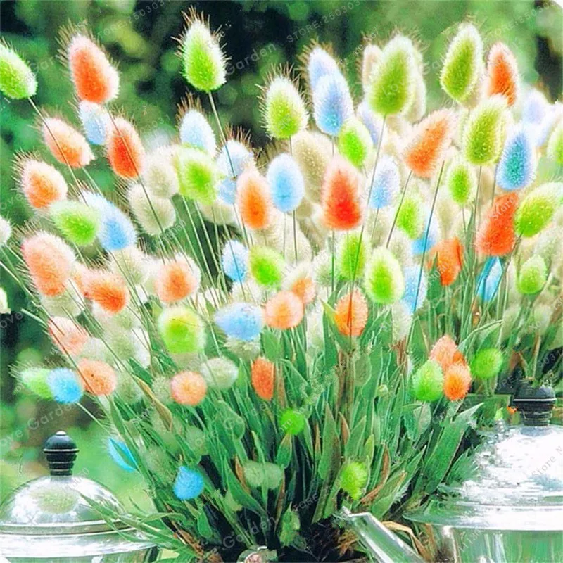 100 Pcs Rabbit Tails Grass Bonsai Colorful Fescue Bonsai Ornamental Grasses Bonsai For Home Garden Potted Plants Decor