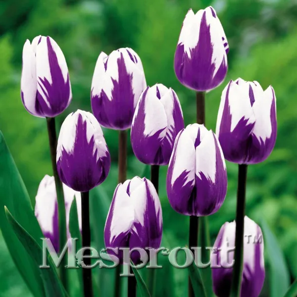

Big Sale, Wholesale 10pcsTulip Flowers Wedding Home Decorative Flowers Home Decoration Tulip Flower,Indoor Potted Plants