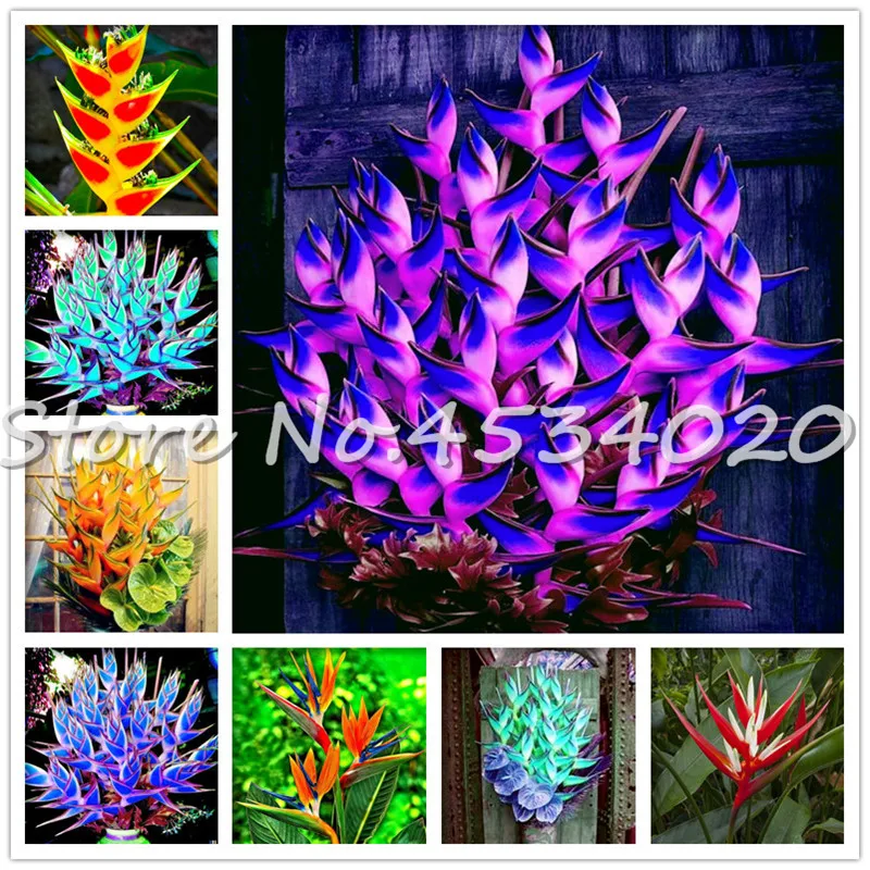 

Big Promotion! 100 Pcs Heliconia Plant bonsai,Perennial Flower plants, Semillas de Plantas Raras, Natural Growth for Home Garden