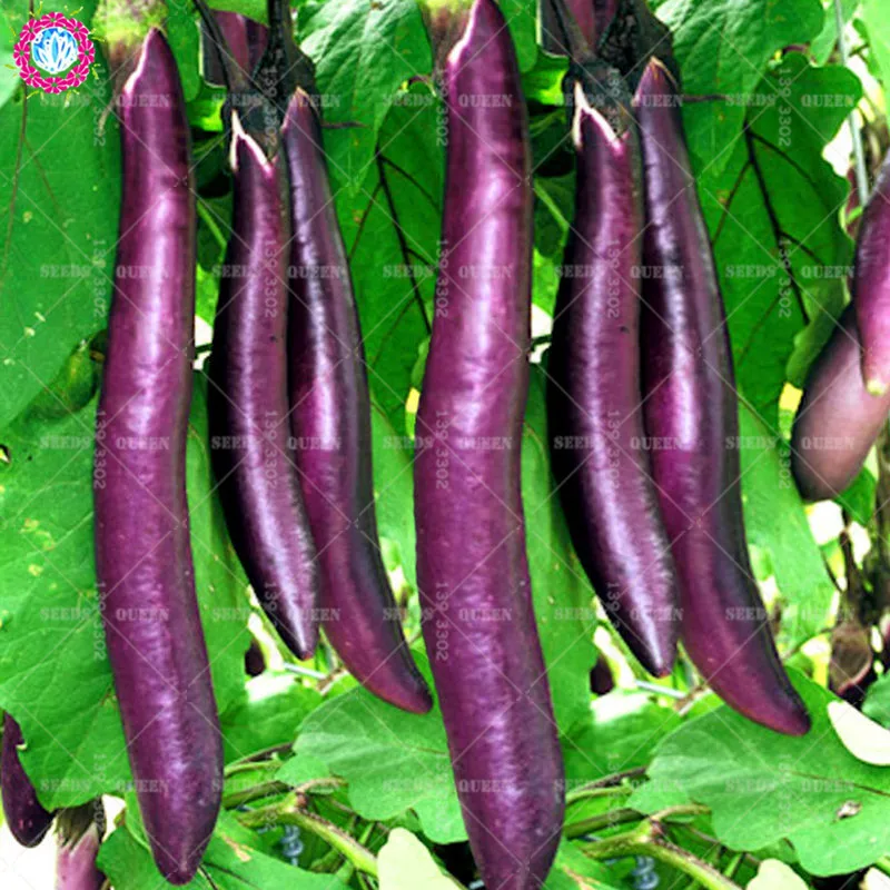 Purple Eggplant Vegetable All Color Bonsai Plant Home Garden 100pcs