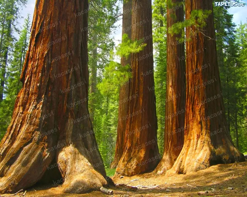 20 pcs/bag Giant Sequoia Sequoia bonsai rare fast growing variety complete the budding rate