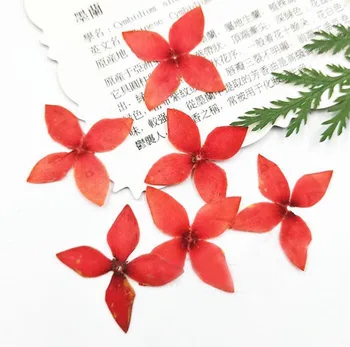 

120pcs Dried Dyed 2-3cm Lxora Chinensis Lam Flower Plant Herbarium For Jewelry Postcard Invitation Card Bookmark Making DIY