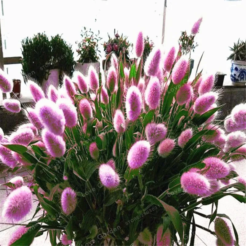 100 Pcs Rabbit Tails Grass Bonsai Colorful Fescue Bonsai Ornamental Grasses Bonsai For Home Garden Potted Plants Decor
