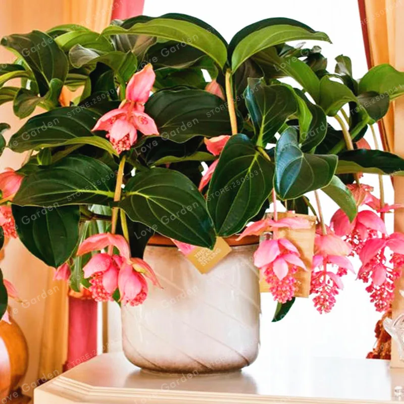 Medinilla Magnifica бонсай очень прекрасный бонсай из цветов растение для дома цветок для украшения сада бонсай 100 шт Medinilla Magnifica бонсай очень прекрасный бонсай из цветов растение для дома цветок для украшения сада бонсай 100 шт