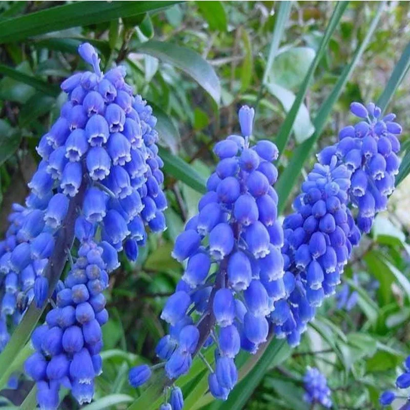 Buy 40 Pcs Hyacinth Seeds Free Shipping