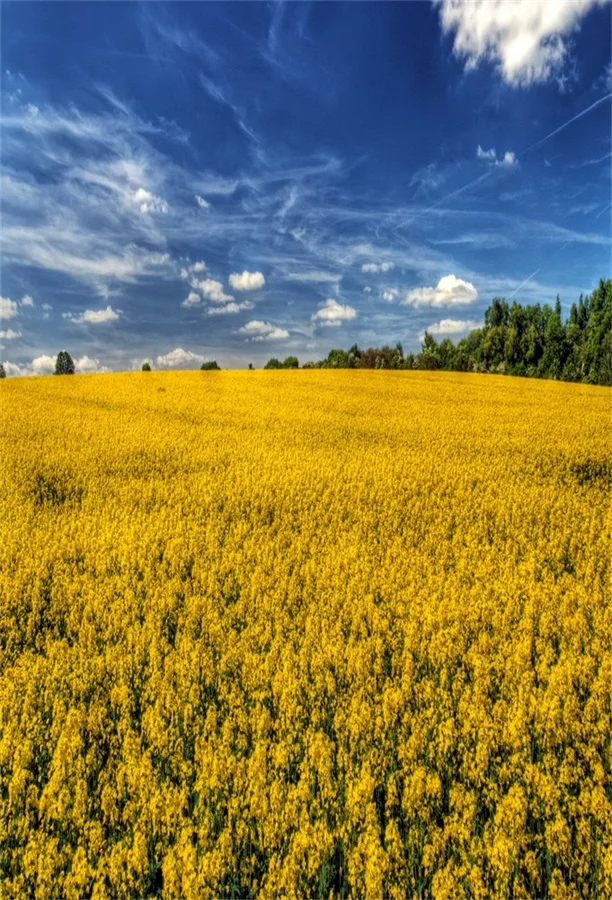 

Laeacco Cloudy Sky Yellow Harvest Flowers Field Photography Backgrounds Vinyl Custom Photographic Backdrops For Photo Studio