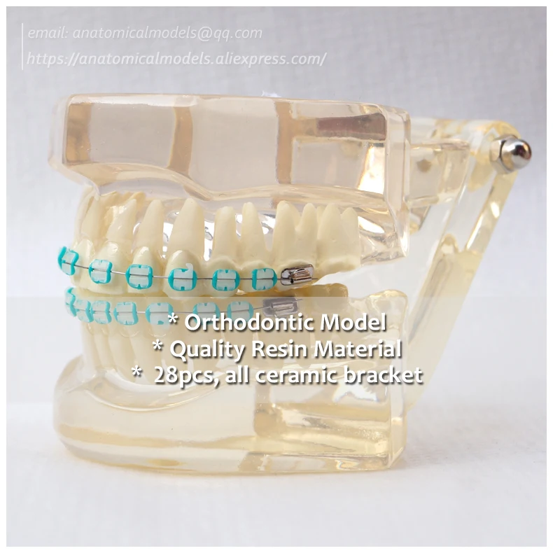 

No.13045, Clear Ortho Ceramic Bracket Dental Model, Dentist Education Oral Dental Ortho Model, China Medical Anatomical Model