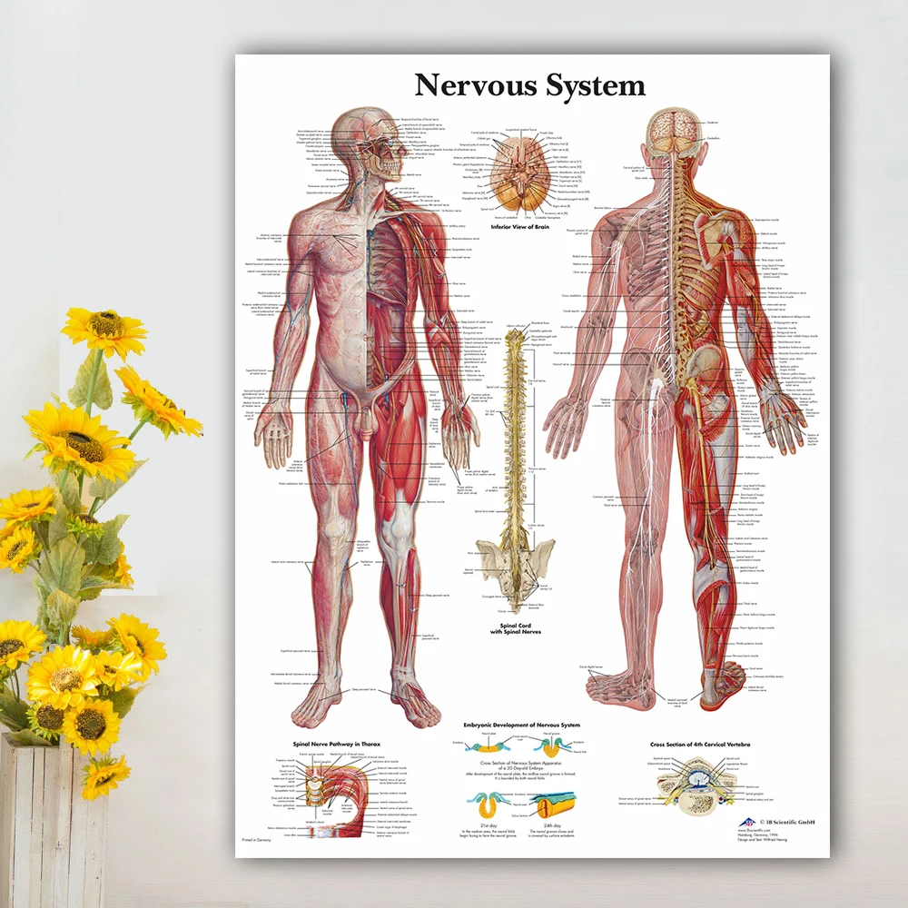 Chart Of The Nervous System Human Nervous System Chart Poster Map Canvas Painting Wall Pictures