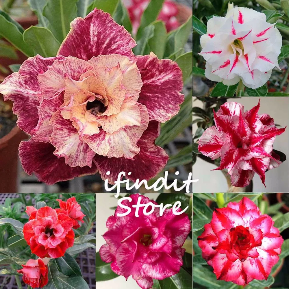 

2pcs 100% Geniune Desert Rose Bonsai Balcony Ornamental Rare Potted Perennial Flower Plant Adenium Obesum for Home Garden Indoor