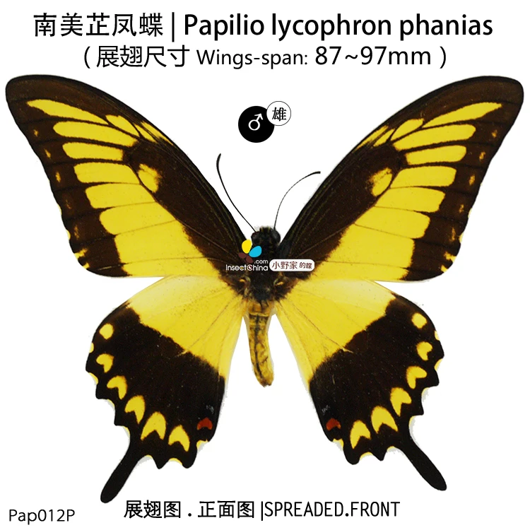 Papilio lycophron phanias | Дом и сад