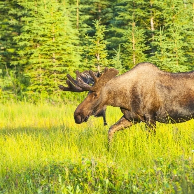 Bull moose in velvet  Kincaid Park  Anchorage  Southcentra Alaska  summer Poster Print (19 x 12)