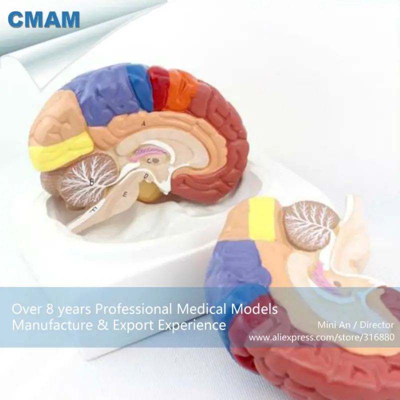 

12409 CMAM-BRAIN11 Advanced Medical Anatomy 2-Parts Cross Section Human Brain Model , Anatomy Models > Brain Models