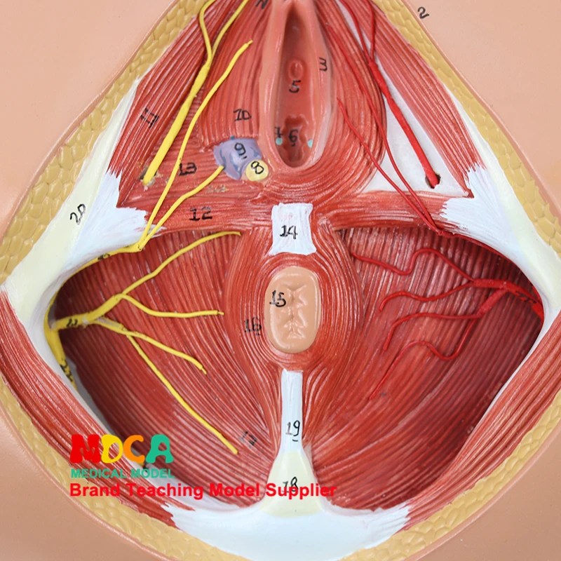 MMNXT005 обучение спинной анатомической модели медицины для женской мочеполовой аноректальной нейромышечной гинекологии