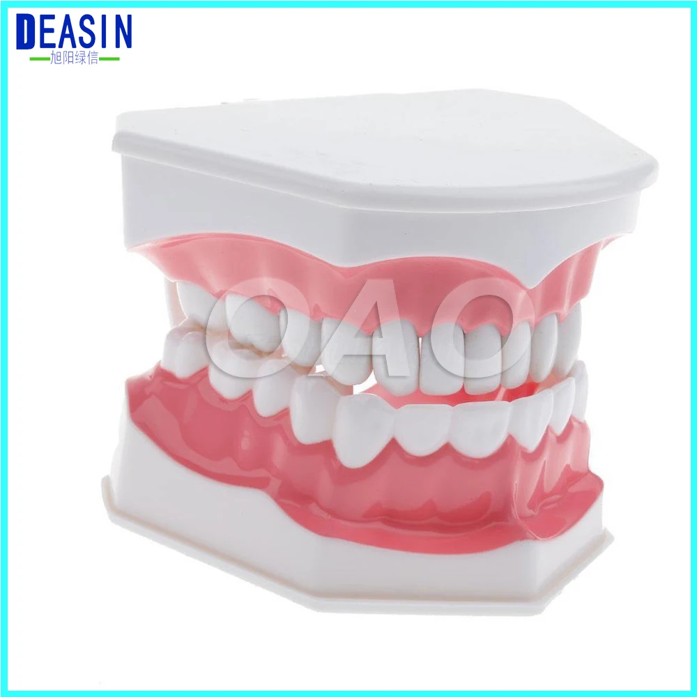 Зубная модель зубы Съемная гигиена полости рта Стоматологическая модель детские игрушки для чистки зубы стоматологические структуры Demo