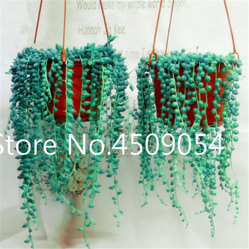 Bonsai 200 pcs Hanging Pearl Chlorophytum Seedsplant Indoor Air Purification Garden Succulent Potted Plant Family Anti-radiation