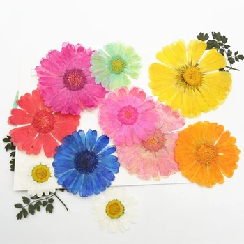 

60pcs Free shipment Pressed flower dried flower Natural flowers DIY materials sale 1lot/60pcs