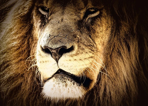 lion-2794967_960_720