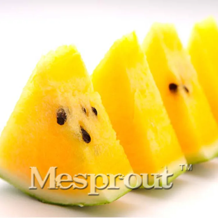 

Yellow Flesh Watermelon Bonsai Potted Fruit Planting Watermelon Bonsai for Home & Garden 20 Pieces Bonsai