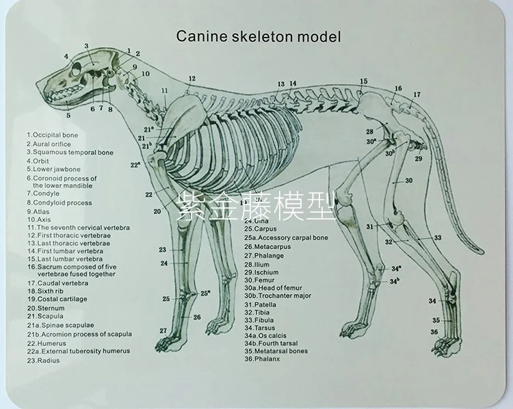 Собачий скелет, ветеринарный инструмент для обучения, модель собаки