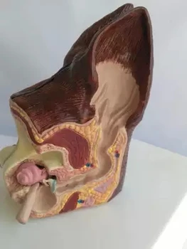 

Dog Ears Healthy Pathology Anatomical Model Animal Canine Model Veterinary Teaching Aids Free Shipping