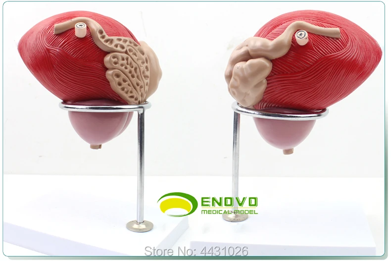 ENOVO Anatomy and urology of the urogenital system in human bladder model | Канцтовары для офиса и дома