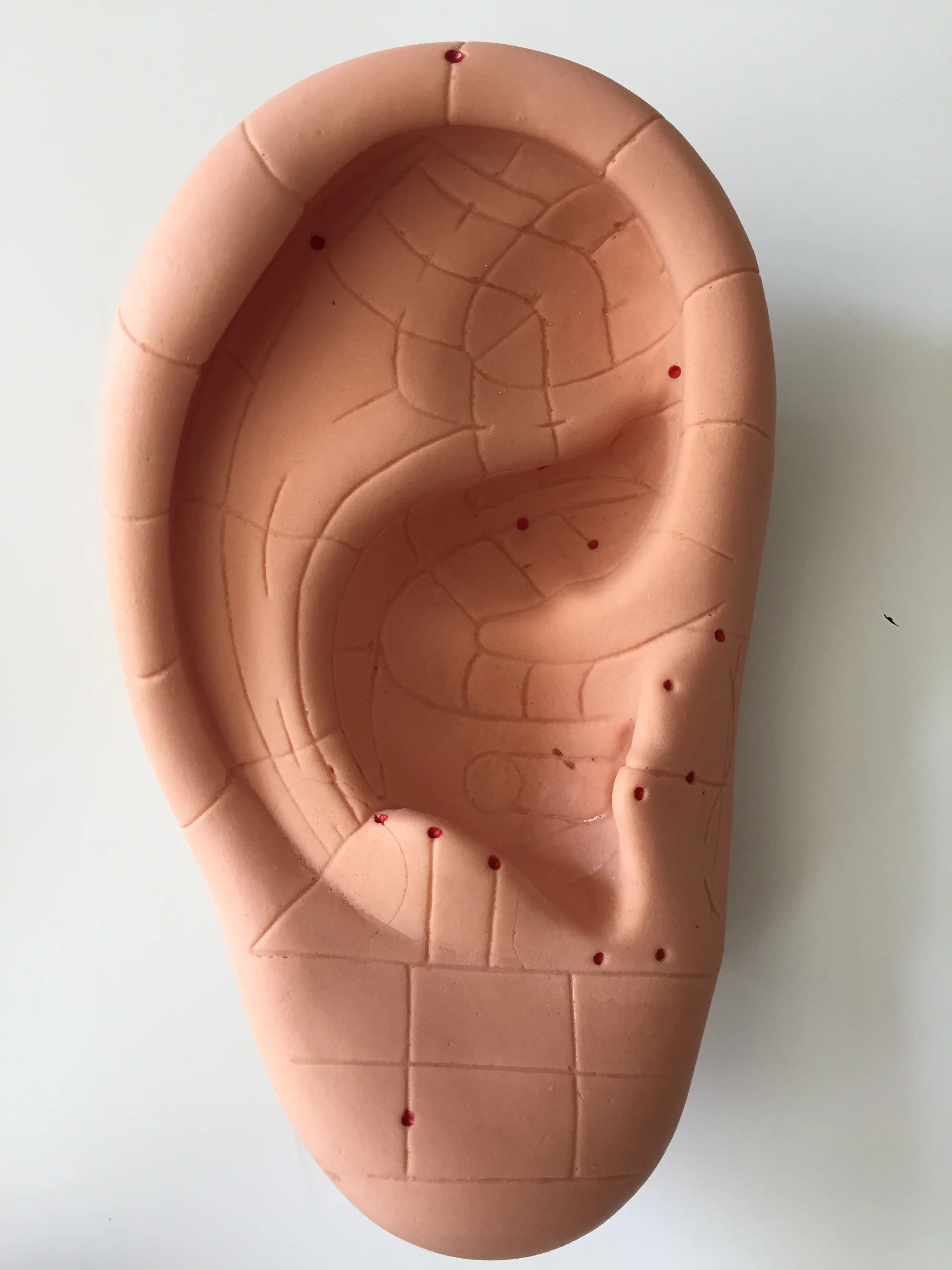 DIY ear hole model blank ear acupoint model drum their ear film on the