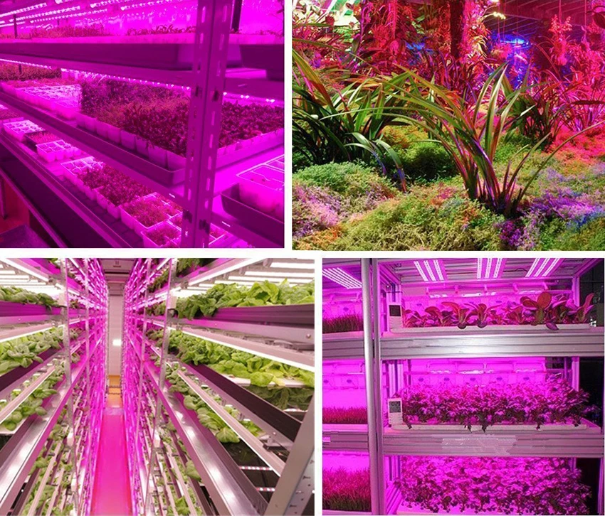 Где Можно В Москве Купить Фитоленту Оптом