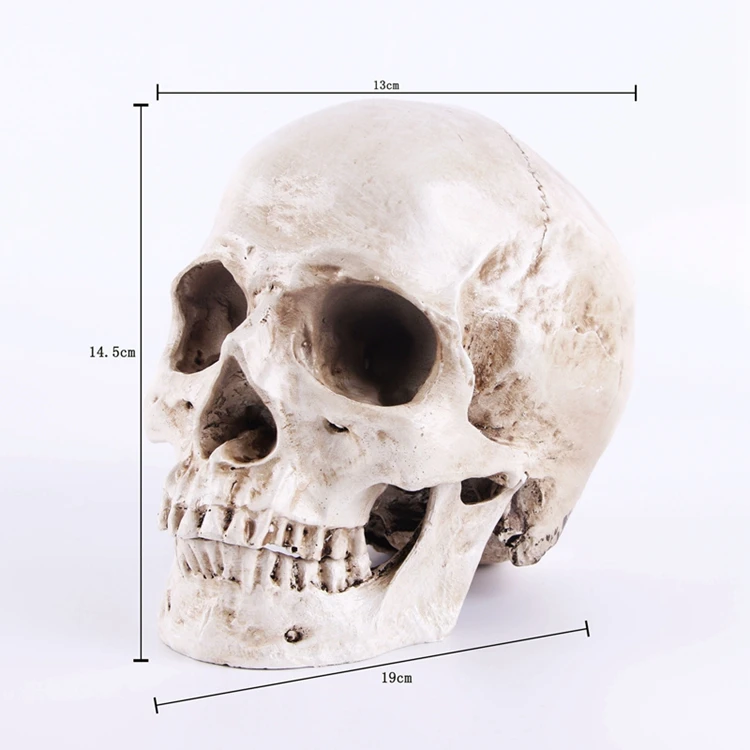 人間の頭蓋骨モデル1 1医療樹脂スカルマンヘッドスケルトン型ハロウィンホーム頭蓋骨彫像の装飾彫刻工芸品 石 Aliexpress