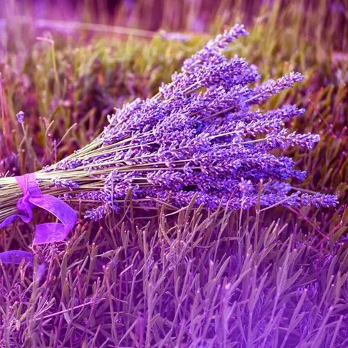 Dear, you haven't told me how many packs you have for 645. Can you show