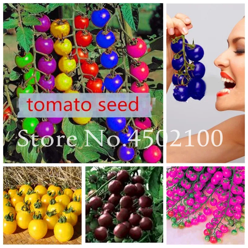 200 Pcs Bonsai Tomato , Rare Rainbow Delicious Cherry Tomato ,Non-Gmo Fruit Vegetables Edible Food Balcony Potted For Garden 200 Pcs Bonsai Tomato , Rare Rainbow Delicious Cherry Tomato ,Non-Gmo Fruit Vegetables Edible Food Balcony Potted For Garden