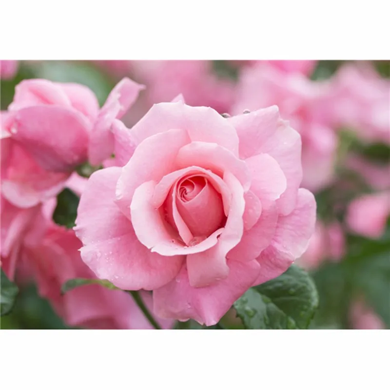 2017 Unframed Prints Art Print Canvas Pink Rose Flowers Modern Home Art